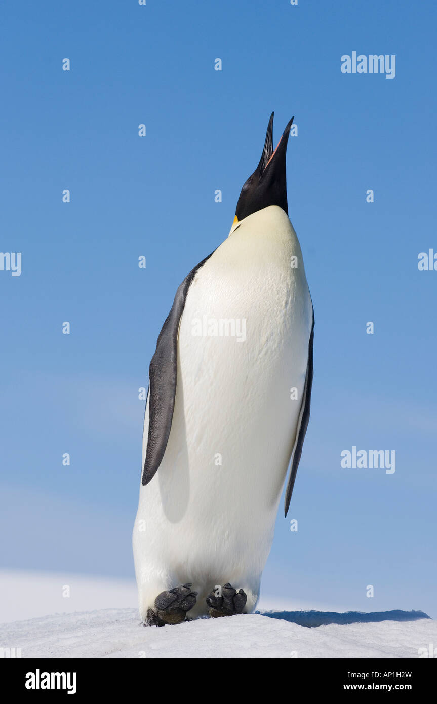 Pinguino imperatore Aptenodytes forsteri trumpeting Snow Hill Island Antartide di novembre Foto Stock