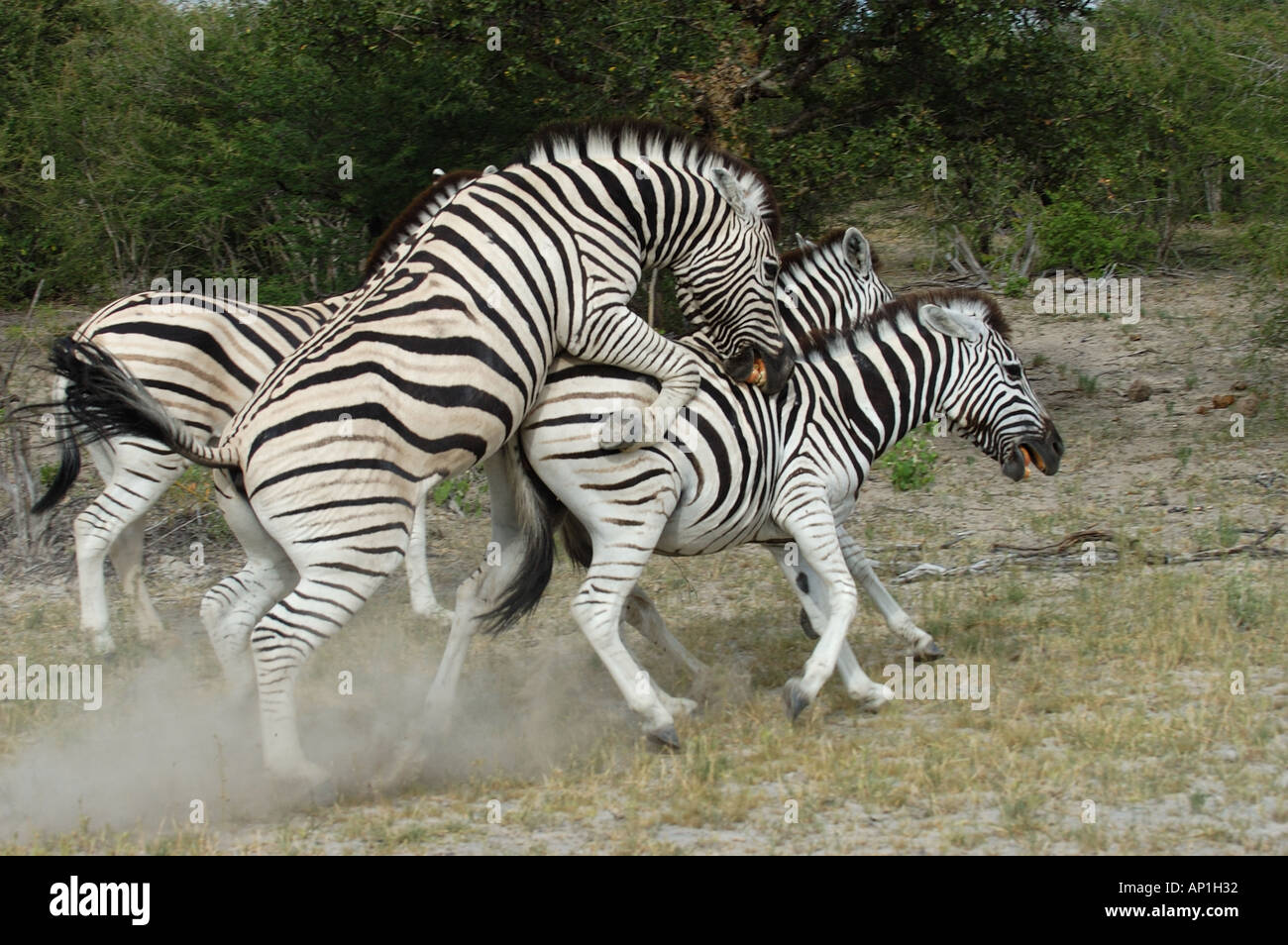 Maschio di Zebra Equus quagga cercando di mate Etosha Namibia Foto Stock