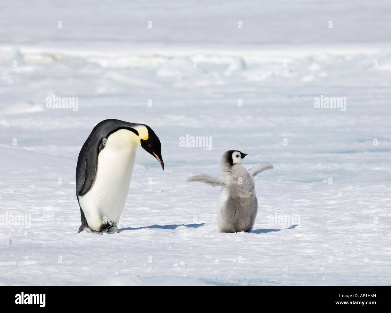 Pinguino imperatore Aptenodytes forsteri adulto con pulcino Snow Hill Island Antartide di novembre Foto Stock