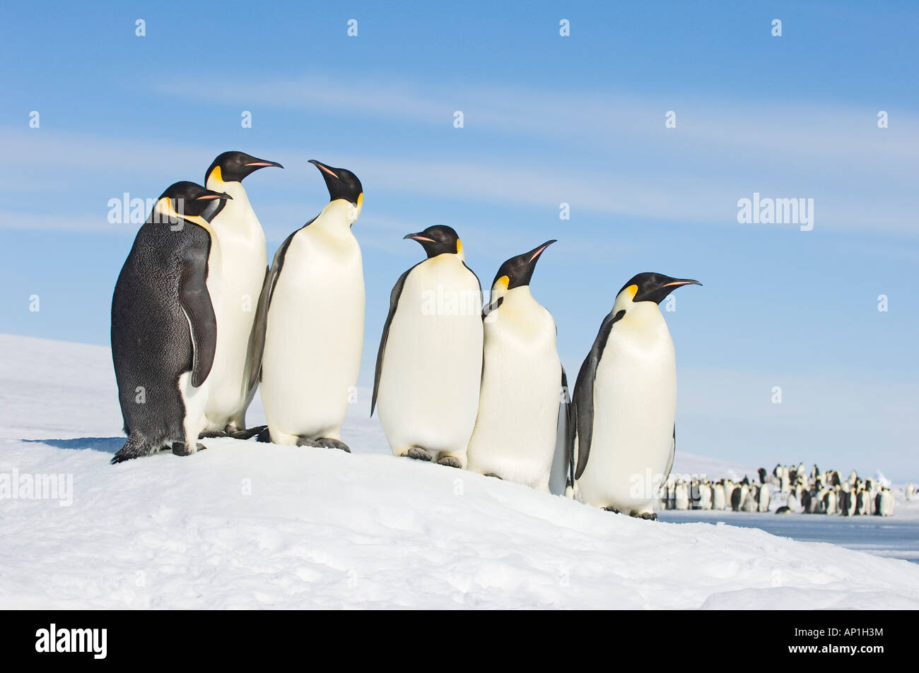 Pinguini imperatore Aptenodytes forsteri Snow Hill Island Antartide di novembre Foto Stock