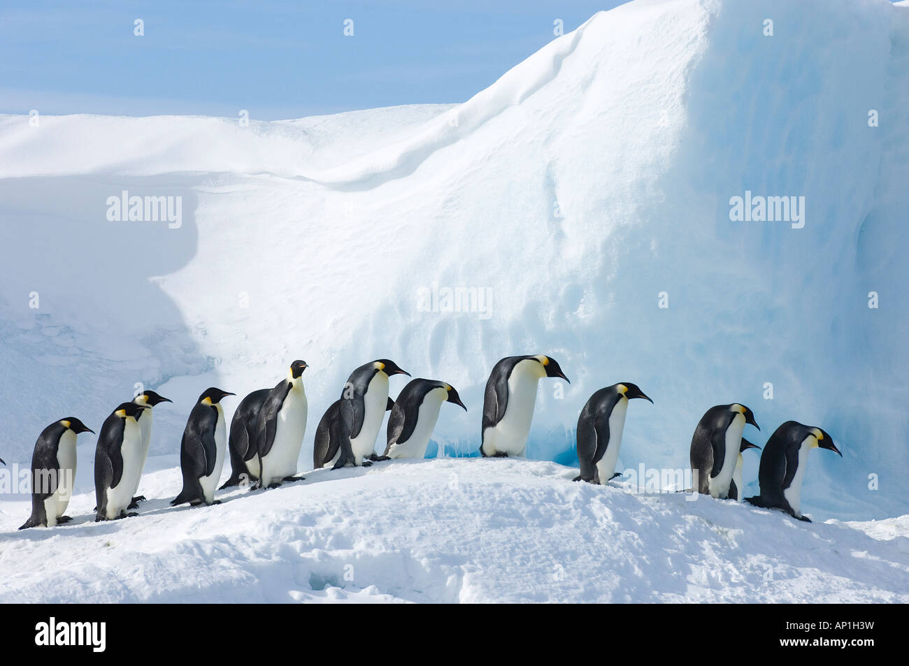 Pinguini imperatore Aptenodytes forsteri Snow Hill Island Antartide di novembre Foto Stock