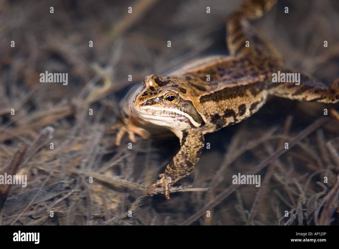 Marsh Rana ridibunda Rana nel laghetto Grande Caucaso Georgia Aprile Foto Stock