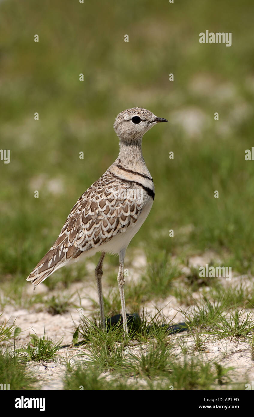 Doppia Courser nastrati Rhinoptilus africanus Etosha Namibia Foto Stock