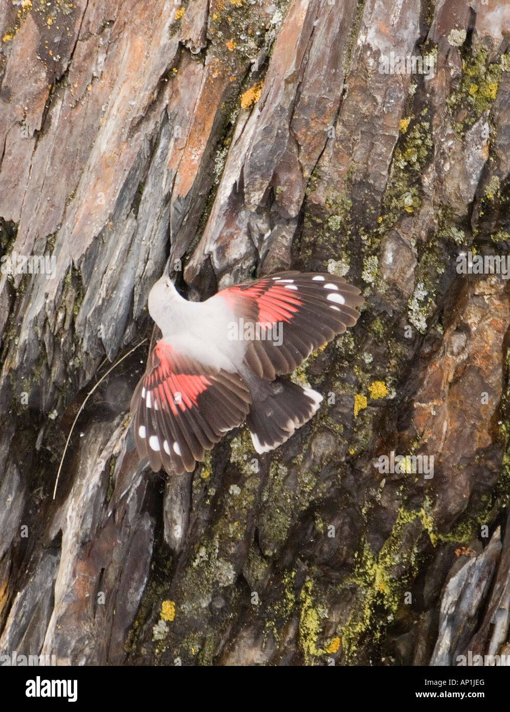 Picchio muraiolo Tichodroma muraria femmina Grande Caucaso Georgia Aprile Foto Stock