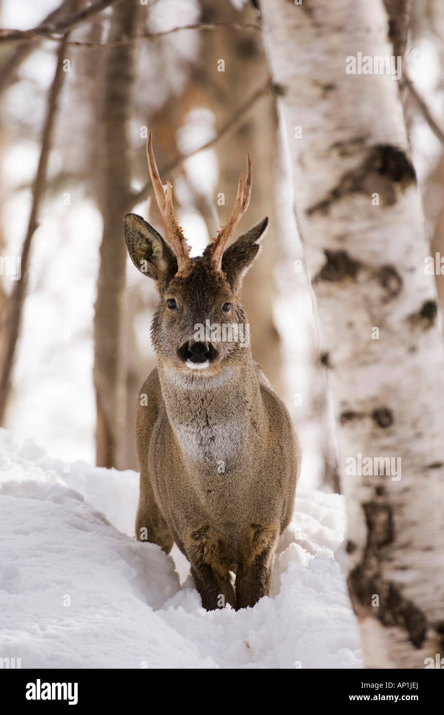 Il Roe Deer buck Capreolus capreolus Highlands scozzesi inverno Foto Stock