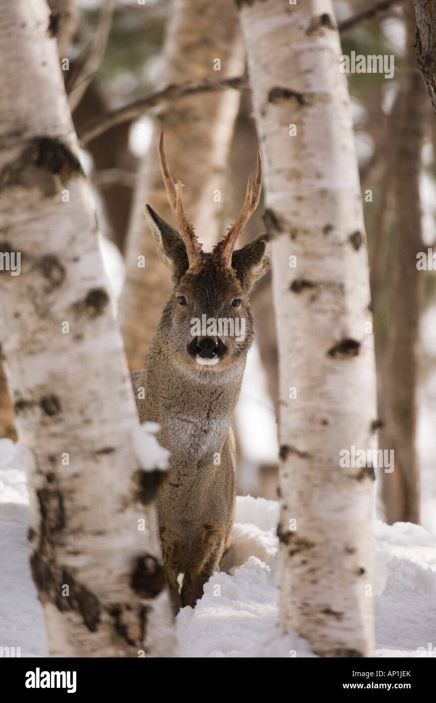 Il Roe Deer buck Capreolus capreolus Highlands scozzesi inverno Foto Stock