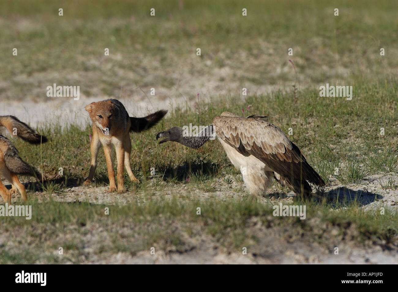 Dorso bianco Vulture Gyps africanus nero minaccioso backed Jackal Etosha Namibia Foto Stock