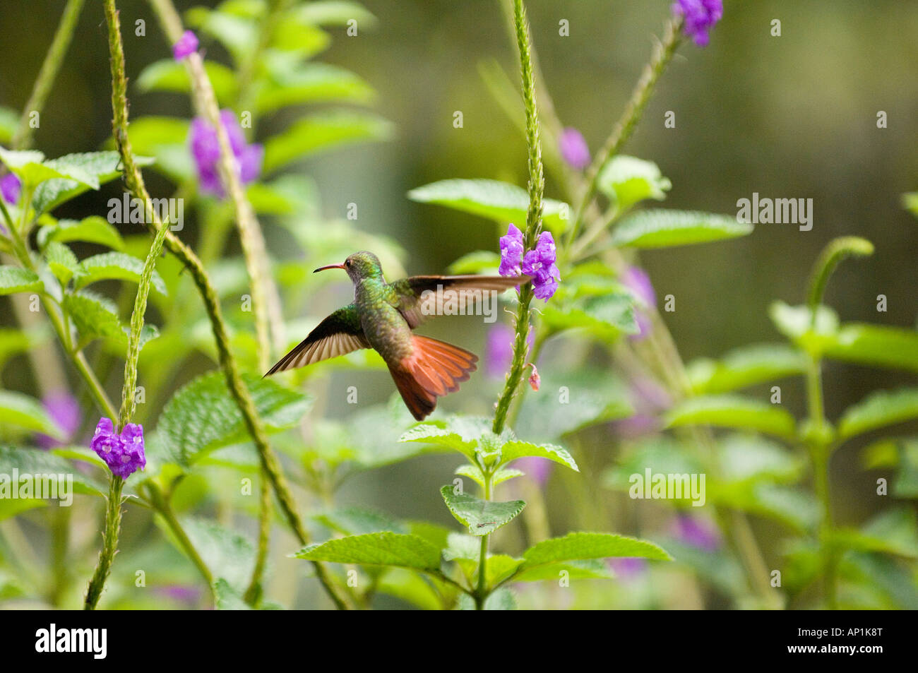 Rufous tailed Hummingbird Amazilia tzacatl t El Valle Panama Foto Stock