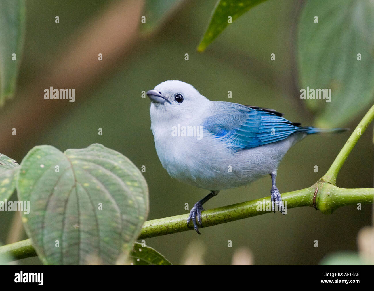 Blu grigio Tanager Thraupis episcopus cana maschio El Valle Panama Foto Stock