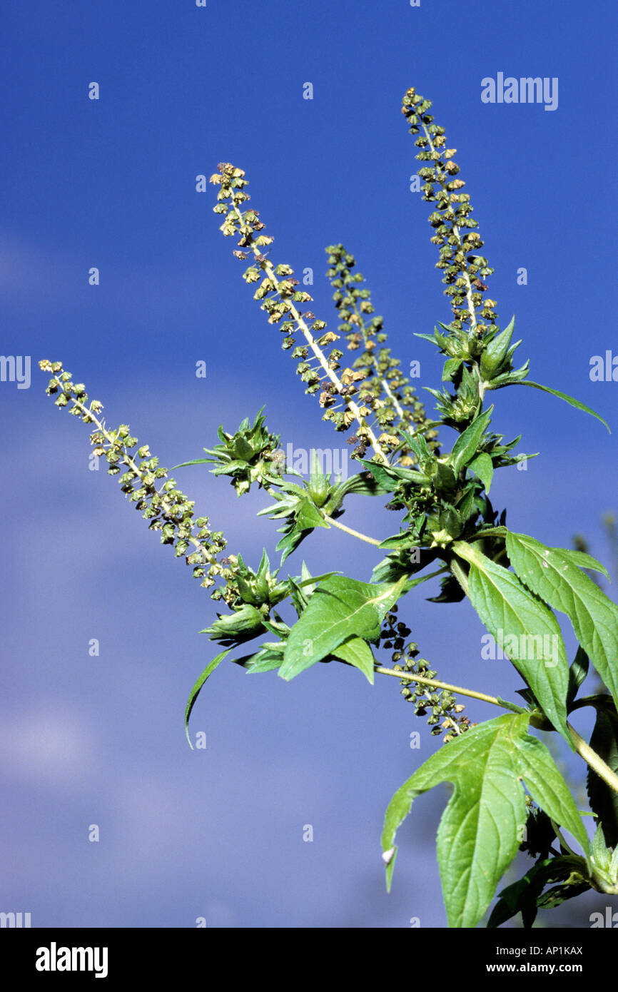 L Ambrosia annuale (Ambrosia artemisiifolia), fioritura Foto Stock