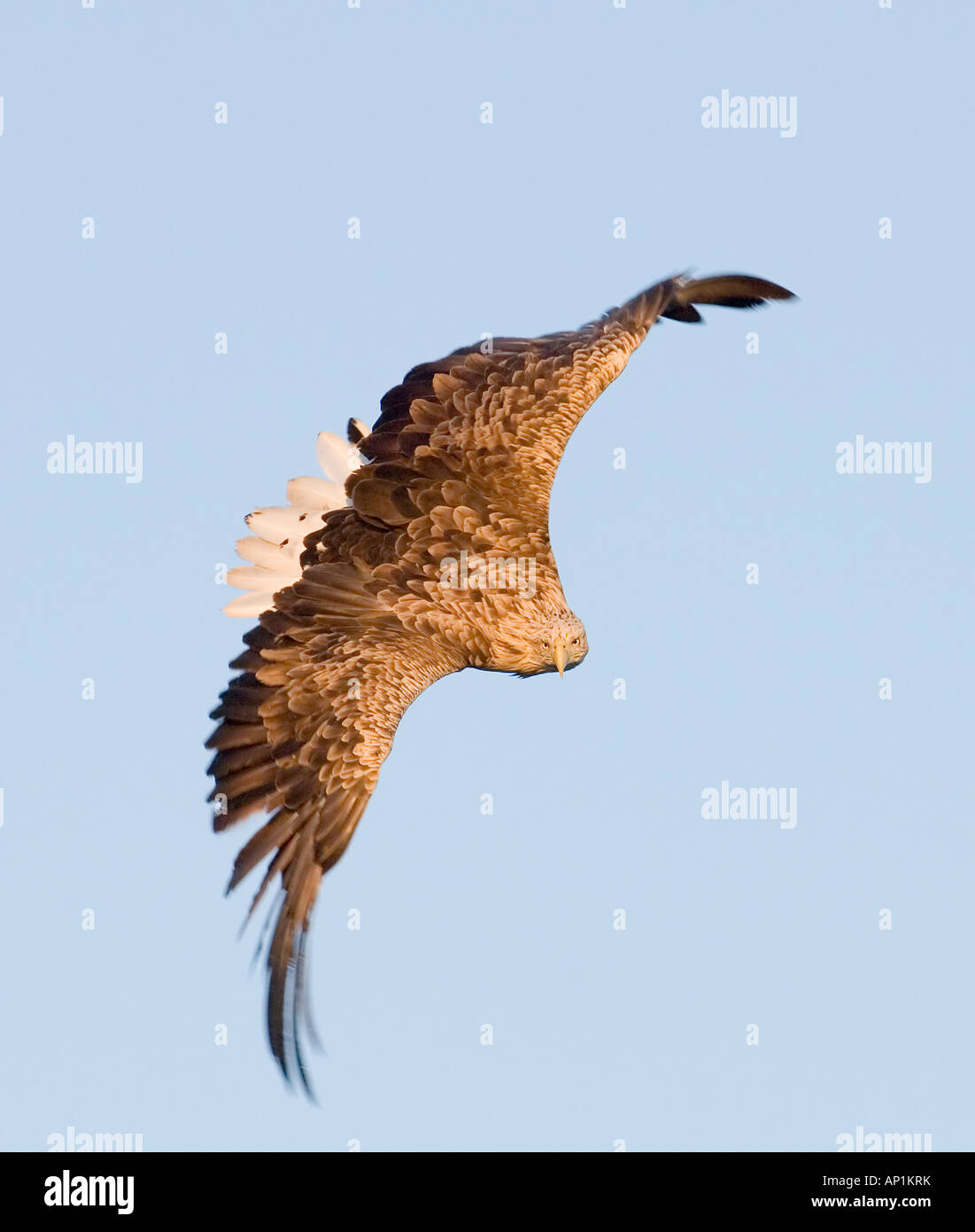 White Tailed Eagle aquila di mare Haliaeetus albicilla circa a strappare il pesce dal mare Flatanger Norvegia Luglio Foto Stock