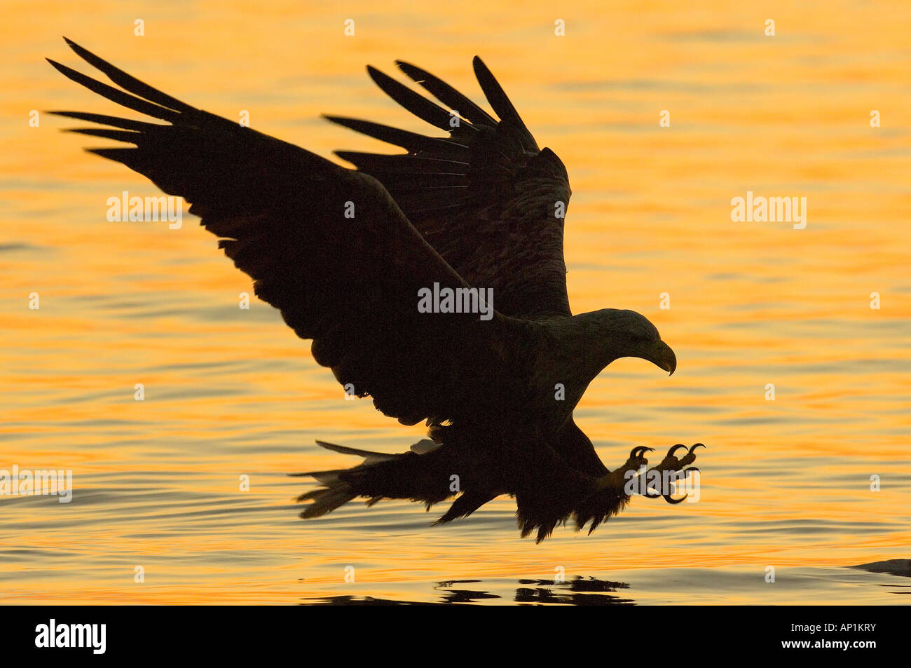 White Tailed Eagle aquila di mare Haliaeetus albicilla circa a strappare il pesce dal mare Flatanger Norvegia Luglio Foto Stock