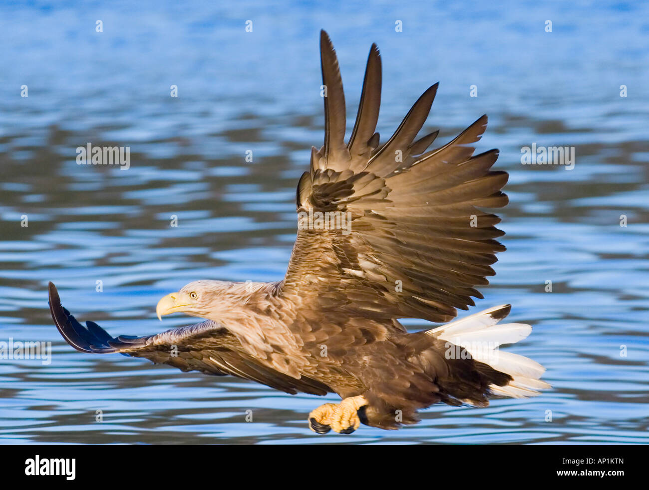 White Tailed Eagle aquila di mare Haliaeetus albicilla circa a strappare il pesce dal mare Flatanger Norvegia Luglio Foto Stock