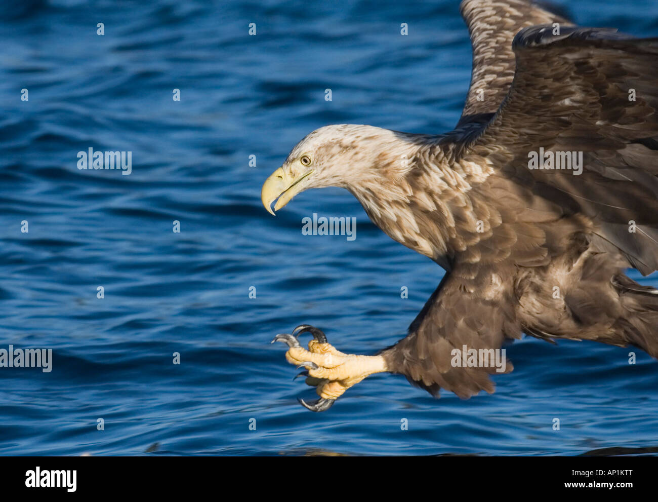 White Tailed Eagle aquila di mare Haliaeetus albicilla circa a strappare il pesce dal mare Flatanger Norvegia Luglio Foto Stock