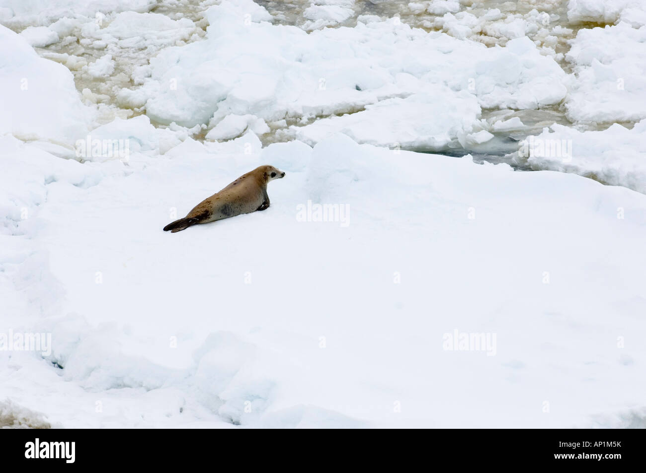 Guarnizione Crabeater Lobodon carcinophaga Lemaire Channel Penisola Antartica Foto Stock