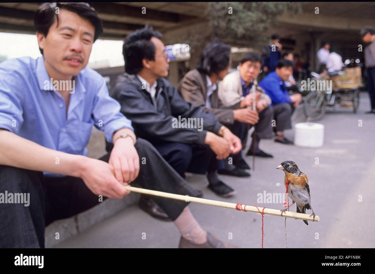 Uomo con Brambling nel mercato degli uccelli a Beijing in Cina Maggio 1993 Foto Stock
