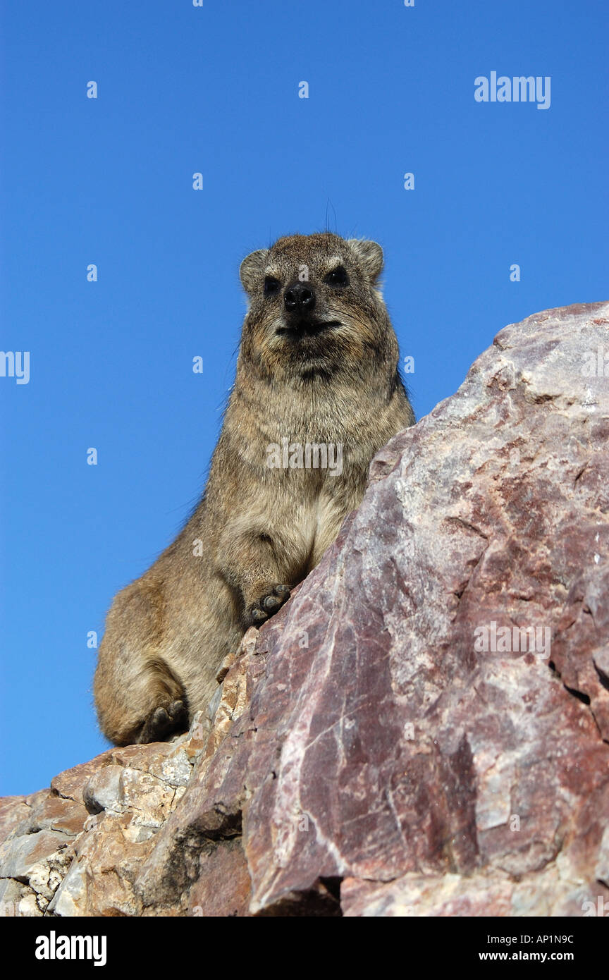Rock Hyrax Procavia capensis su roccia guardando giù Hermanus Sud Africa Foto Stock