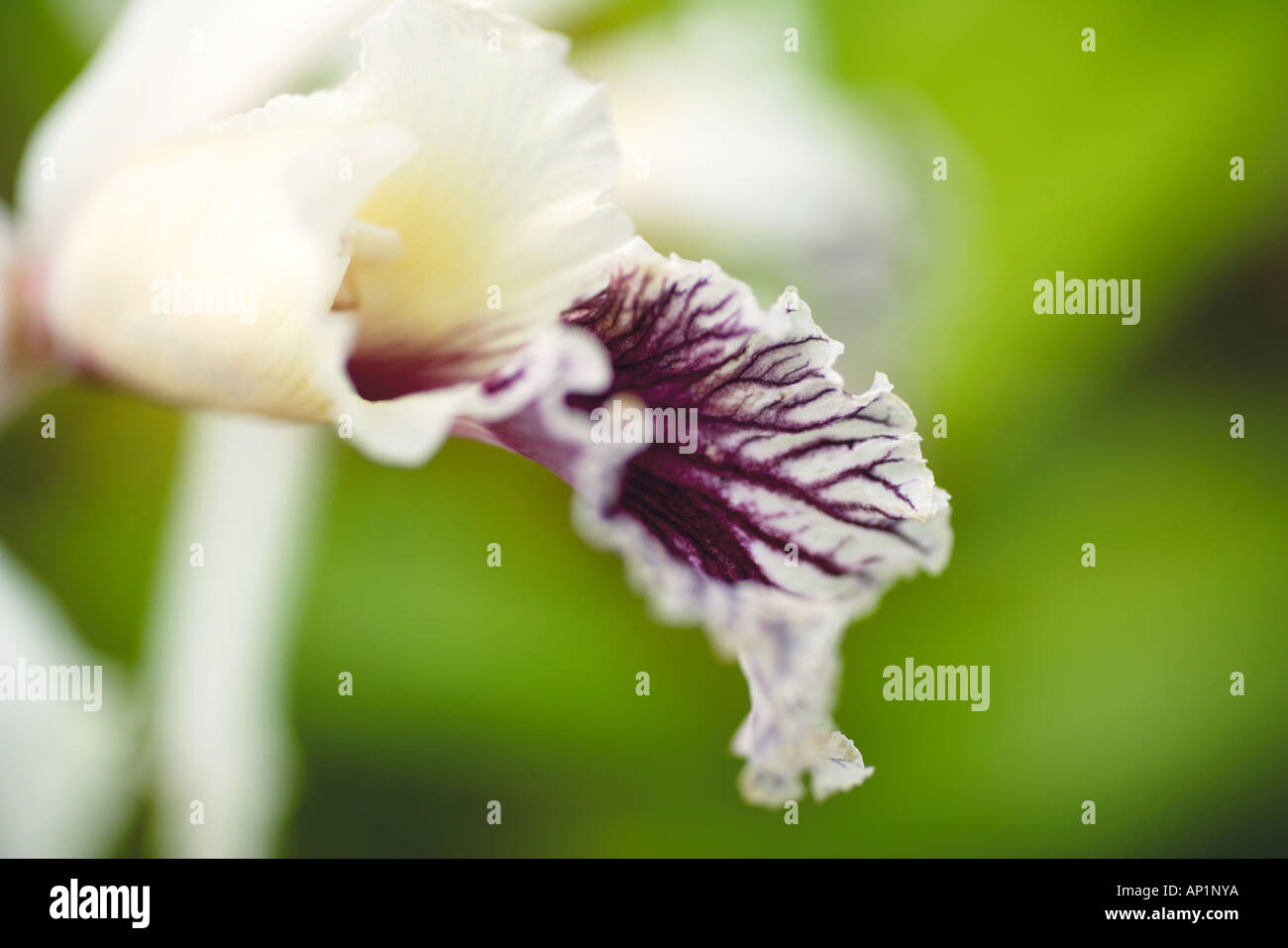 Close-up di fiori di orchidea Bifrenaria harrisoniae Botanic Gardens Glasgow Scotland Regno Unito Foto Stock