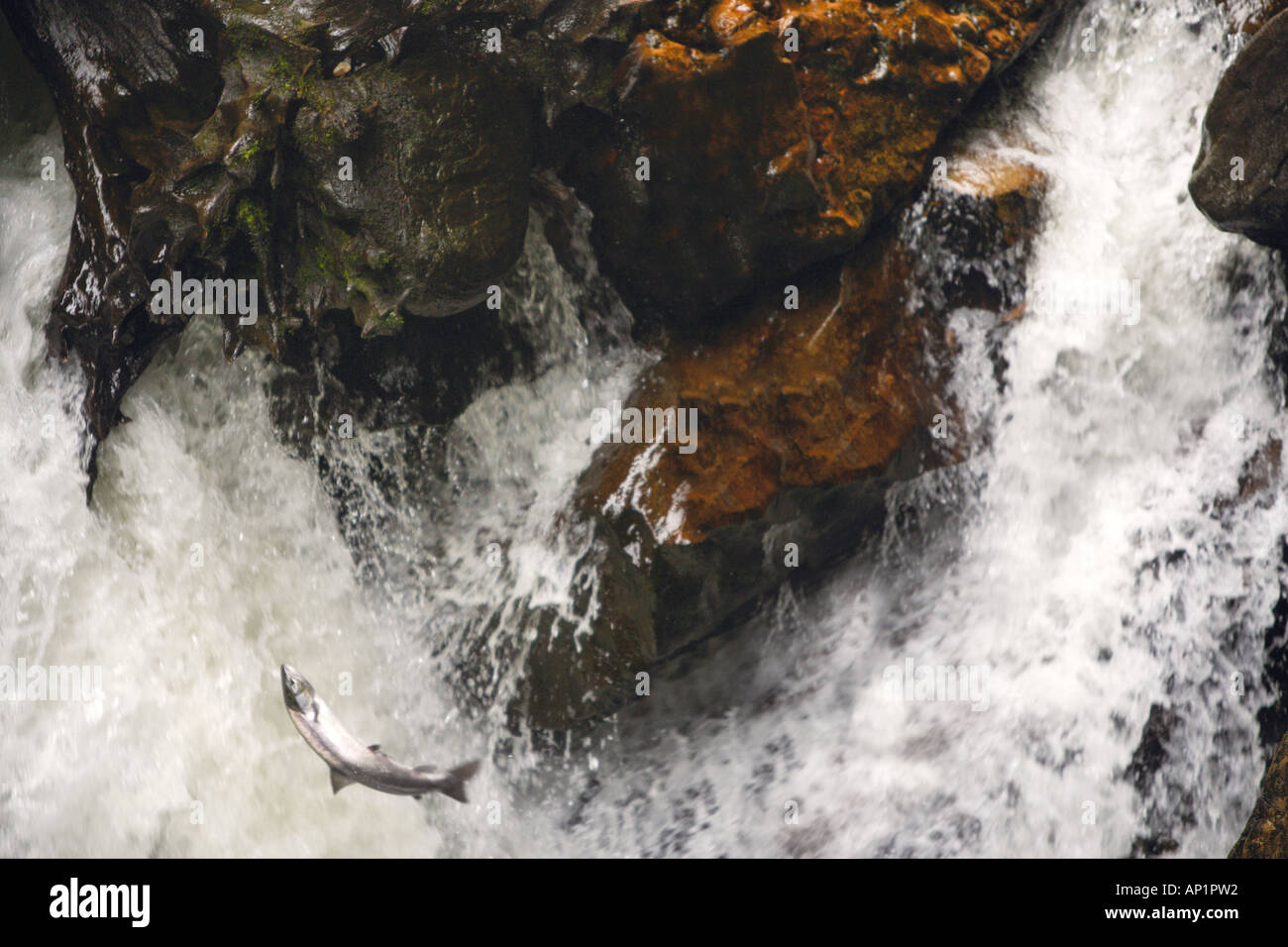 Salmone saltando in nero Linn cade sul fiume Braan il Romitorio Dunkeld Perthshire Scozia UK Foto Stock