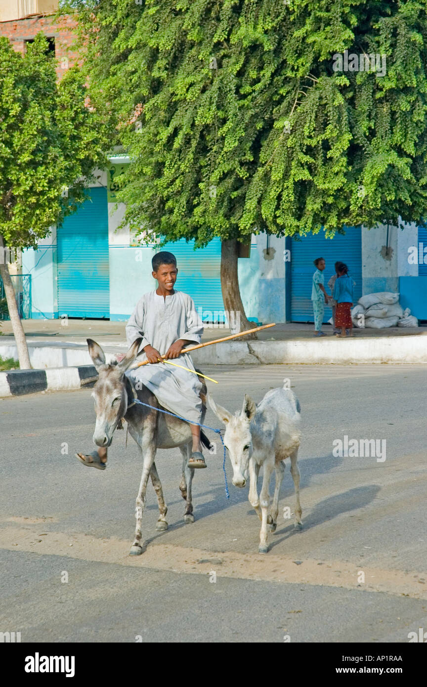 Due asinelli Passeggiata per le strade della città Kumombo, Alto Egitto, Medio Oriente. DSC 4385 Foto Stock