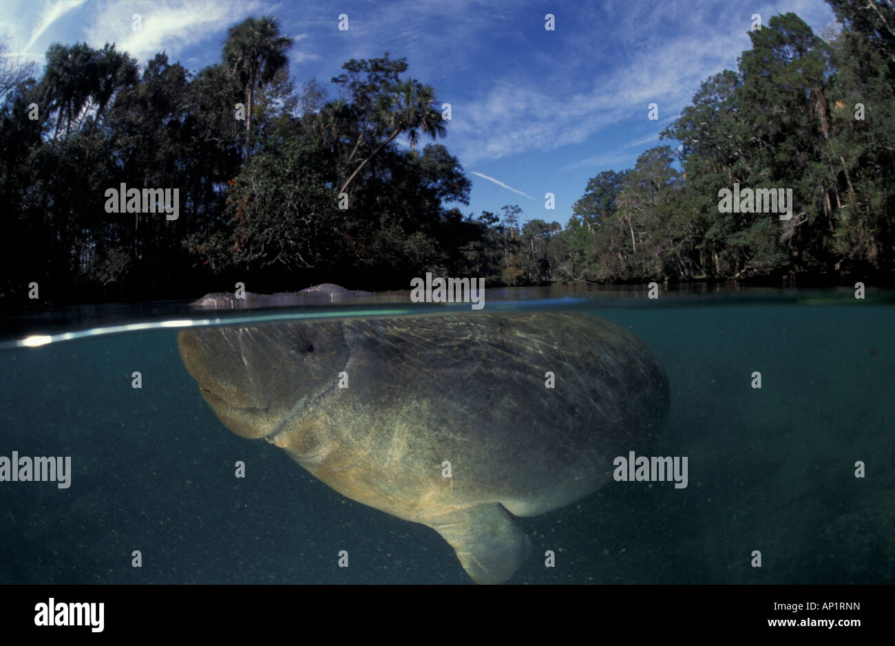 West Indian lamantino (Trichechus manatus latirostris) sotto la superficie Foto Stock