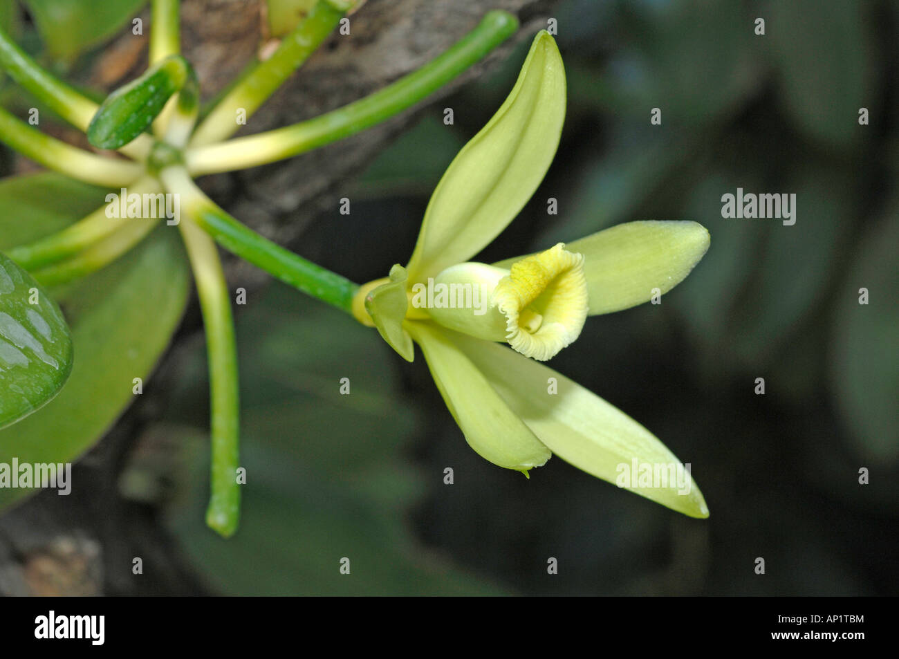 La vaniglia (Vanilla planifolia), fiore Foto Stock