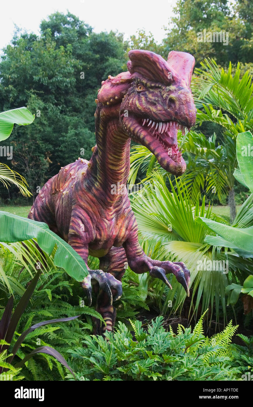 Dilophosaurus che significa doppio crestato dinosauro rettile dall'inizio giurassico va a una lunghezza di 6 metri e w Foto Stock