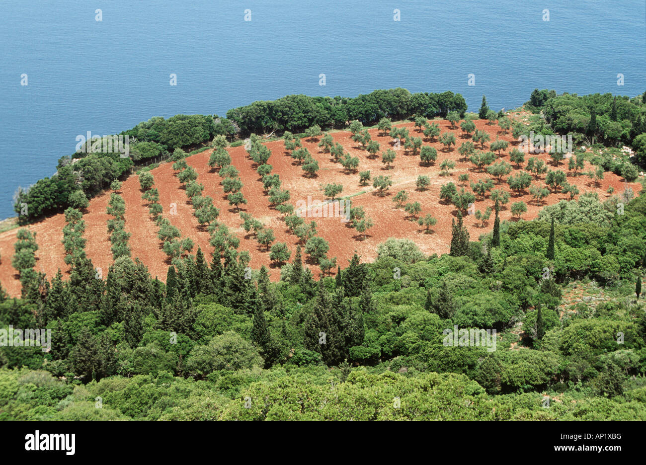 Guardando verso il basso sulla fila di alberi in un campo nei pressi di Kipouria Monastery, Kipouria, Cefalonia, Grecia Foto Stock