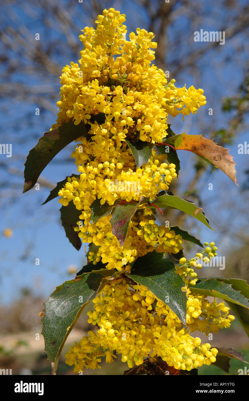 Oregon uva (Mahonia aquifolium var. Apollo) ramoscello di fioritura Foto Stock