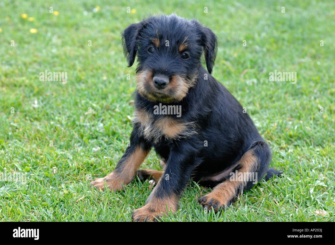 Il tedesco caccia Terrier (Canis lupus familiaris) pup seduto sull'erba Foto Stock