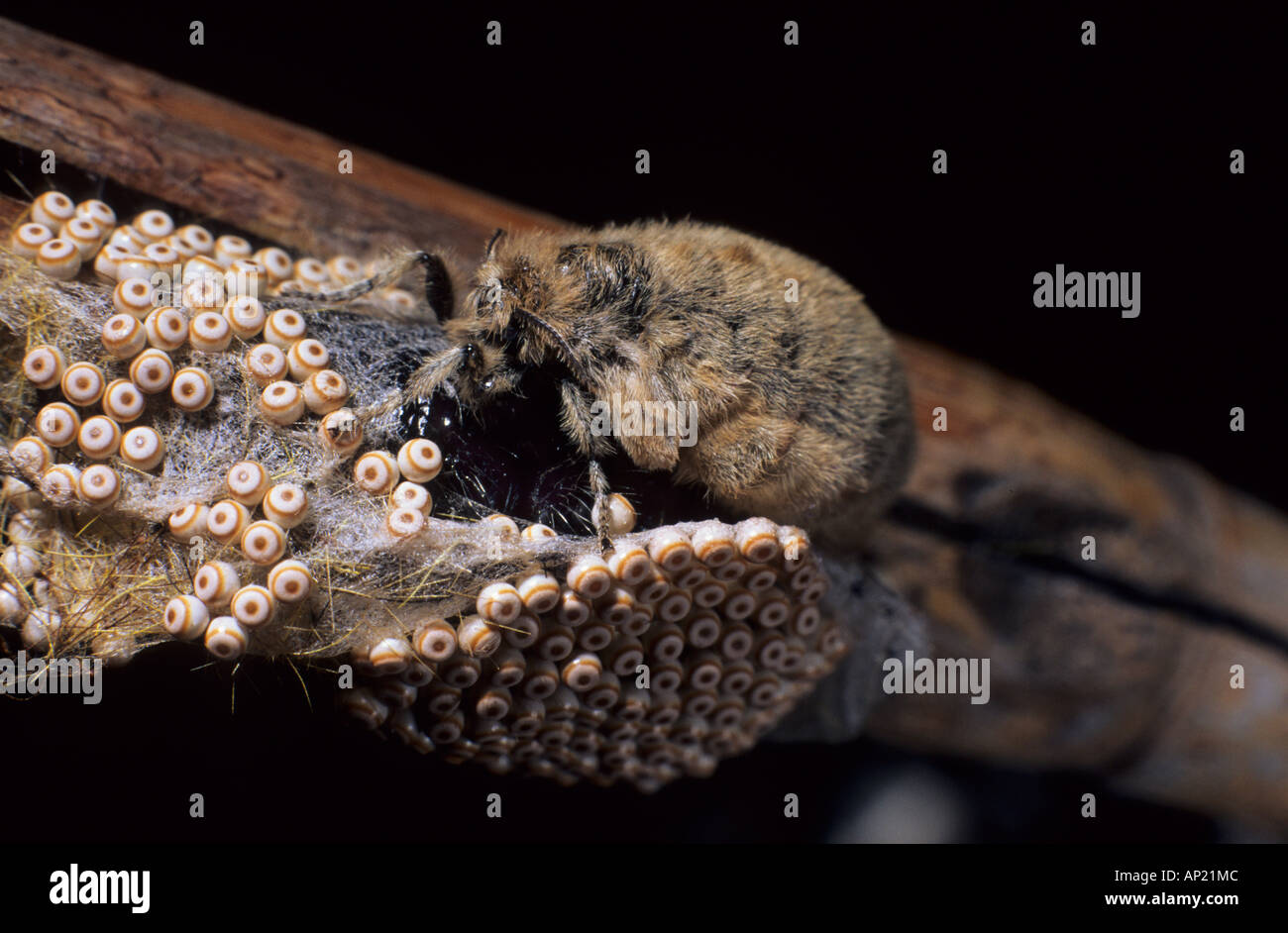 La wingless Vaporer femmina (Orgyia antiqua) deposizione delle uova. Foto Stock