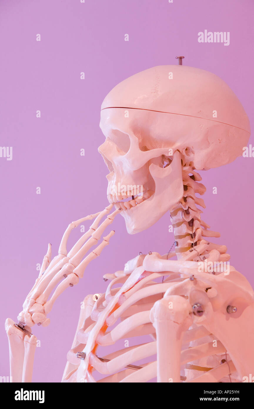 Uno scheletro umano in un ragionato pongono Foto Stock