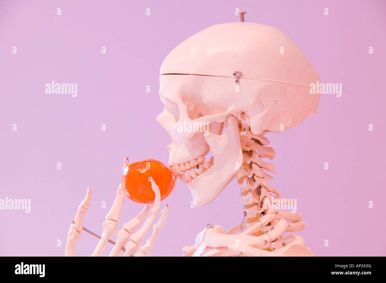 Uno scheletro umano di mangiare un mandarino Foto Stock