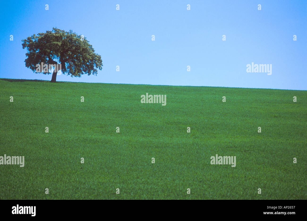 Albero di quercia in verde campo di grano con cielo blu in Spagna rurale Foto Stock
