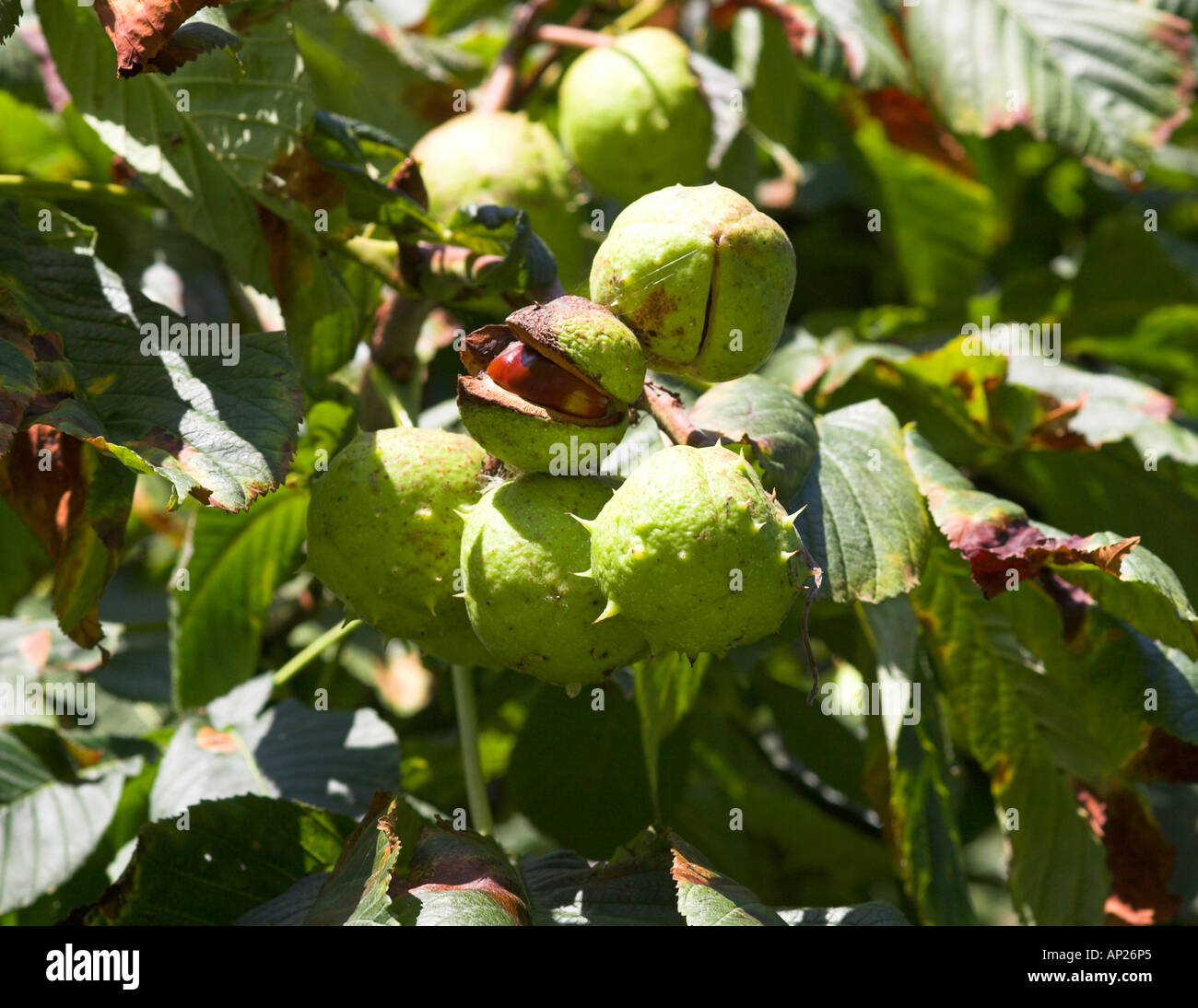 Mazzetto di conkers circa di rompere i gusci. Foto Stock