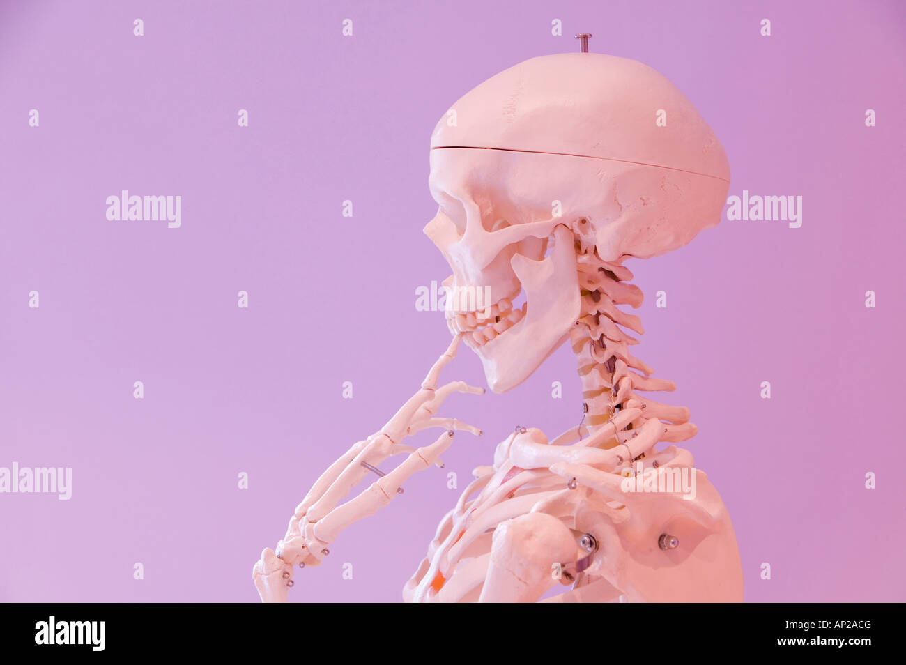 Uno scheletro umano Foto Stock
