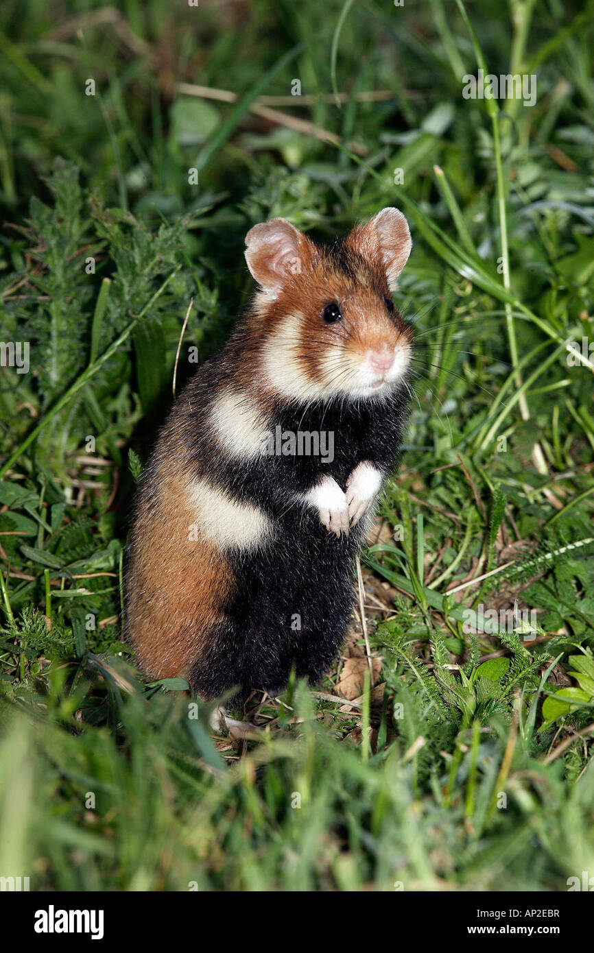 Comune di hamster (Cricetus cricetus) in piedi sulle zampe posteriori Foto Stock