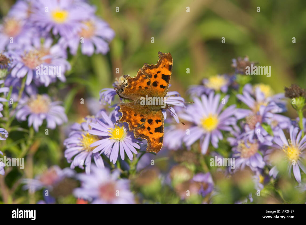 Virgola farfalle Polygonia c album su Michaelmas pedane. Foto Stock