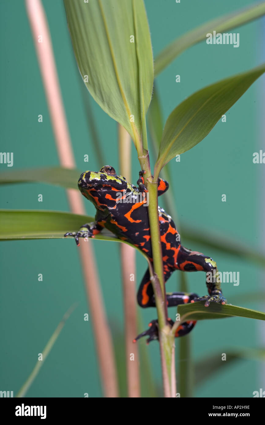 Fire Belly Toad Bombina orientalis Foto Stock