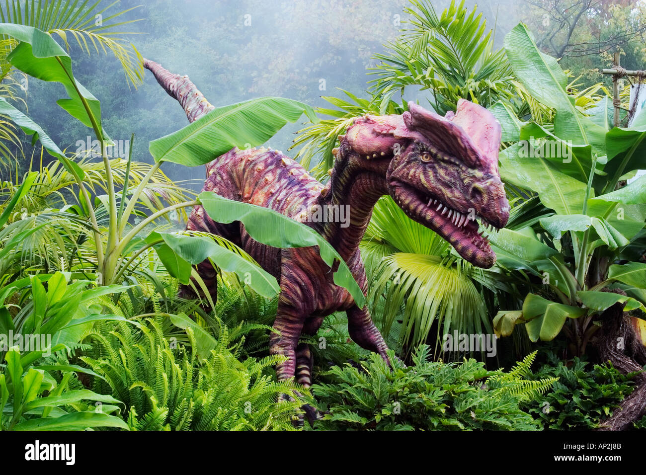 Dilophosaurus che significa doppio crestato dinosauro rettile dall'inizio giurassico va a una lunghezza di 6 metri e w Foto Stock