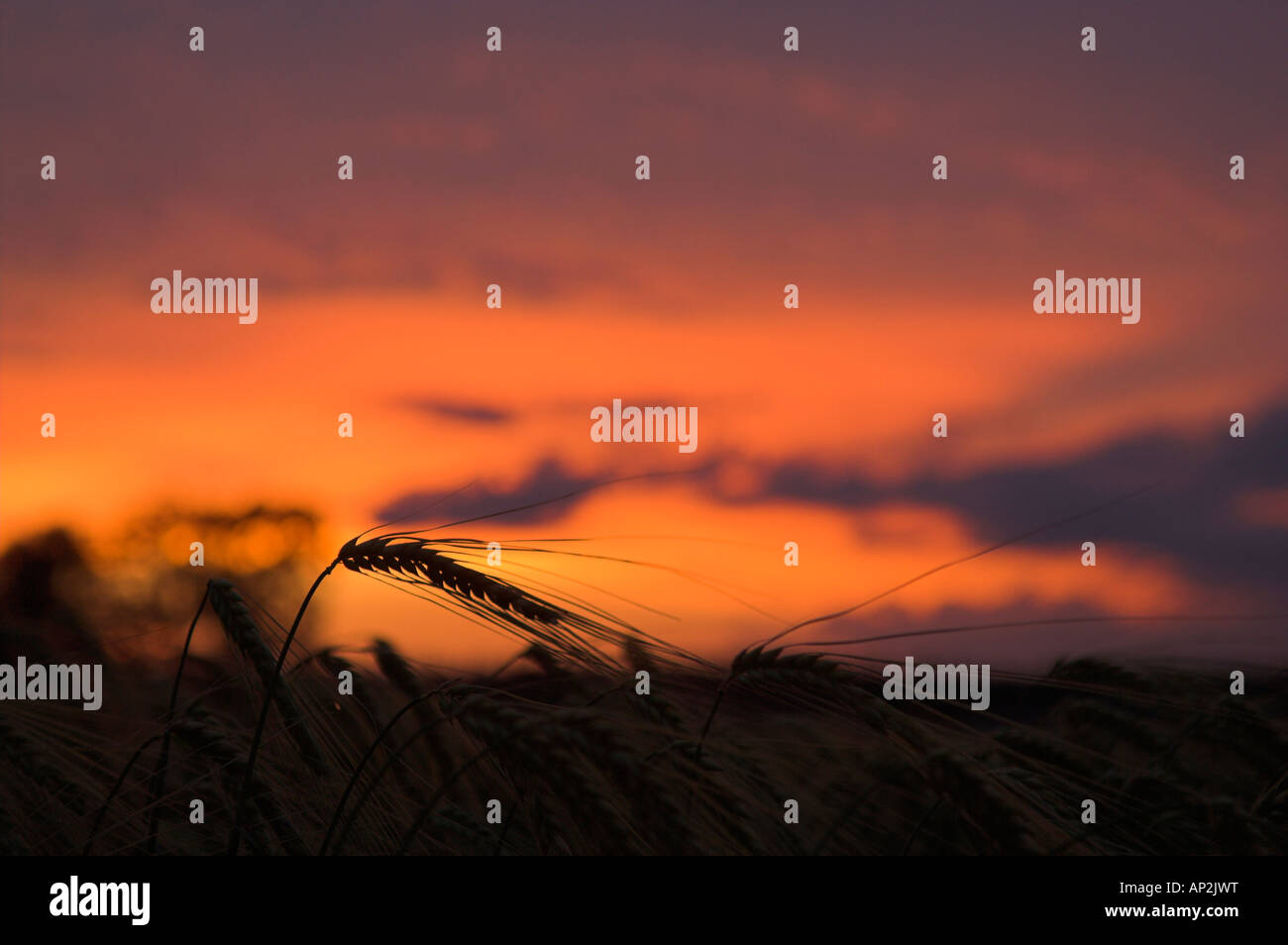 Il grano in un campo al tramonto, Cornfield nella luce della sera, agricoltura, Close up Foto Stock