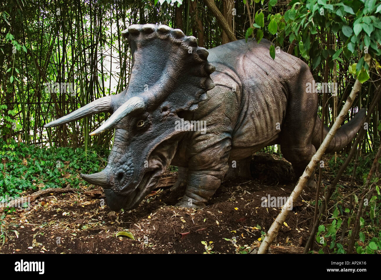 Triceratops che significa tre faccia cornuta dinosauro dalla fine del periodo Cretaceo va a una lunghezza di 29 5 piedi e pesare Foto Stock