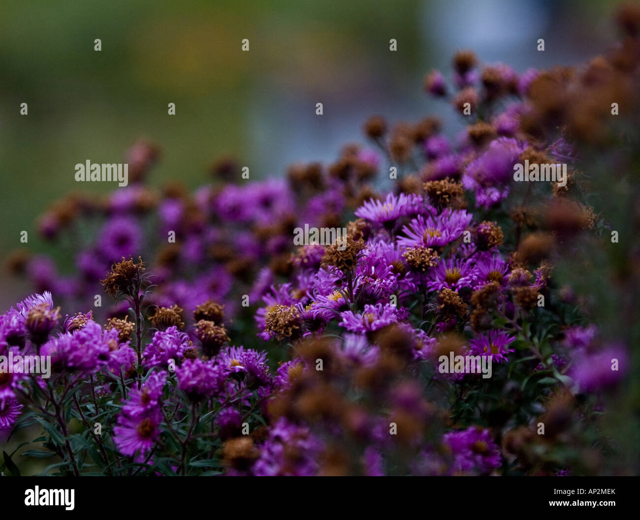 Patch di fiori viola, presi in aiuole di Glasgow Winter Gardens Foto Stock