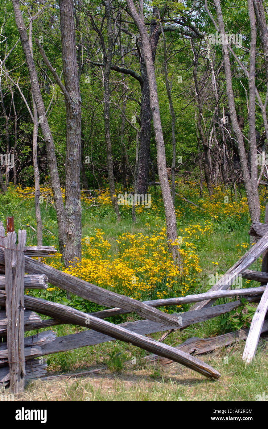 Vecchia staccionata in legno con ciuffi di erba tossica dorata e boschi di alberi in Blue Ridge Mountain Drive Virginia Stati Uniti d'America Foto Stock