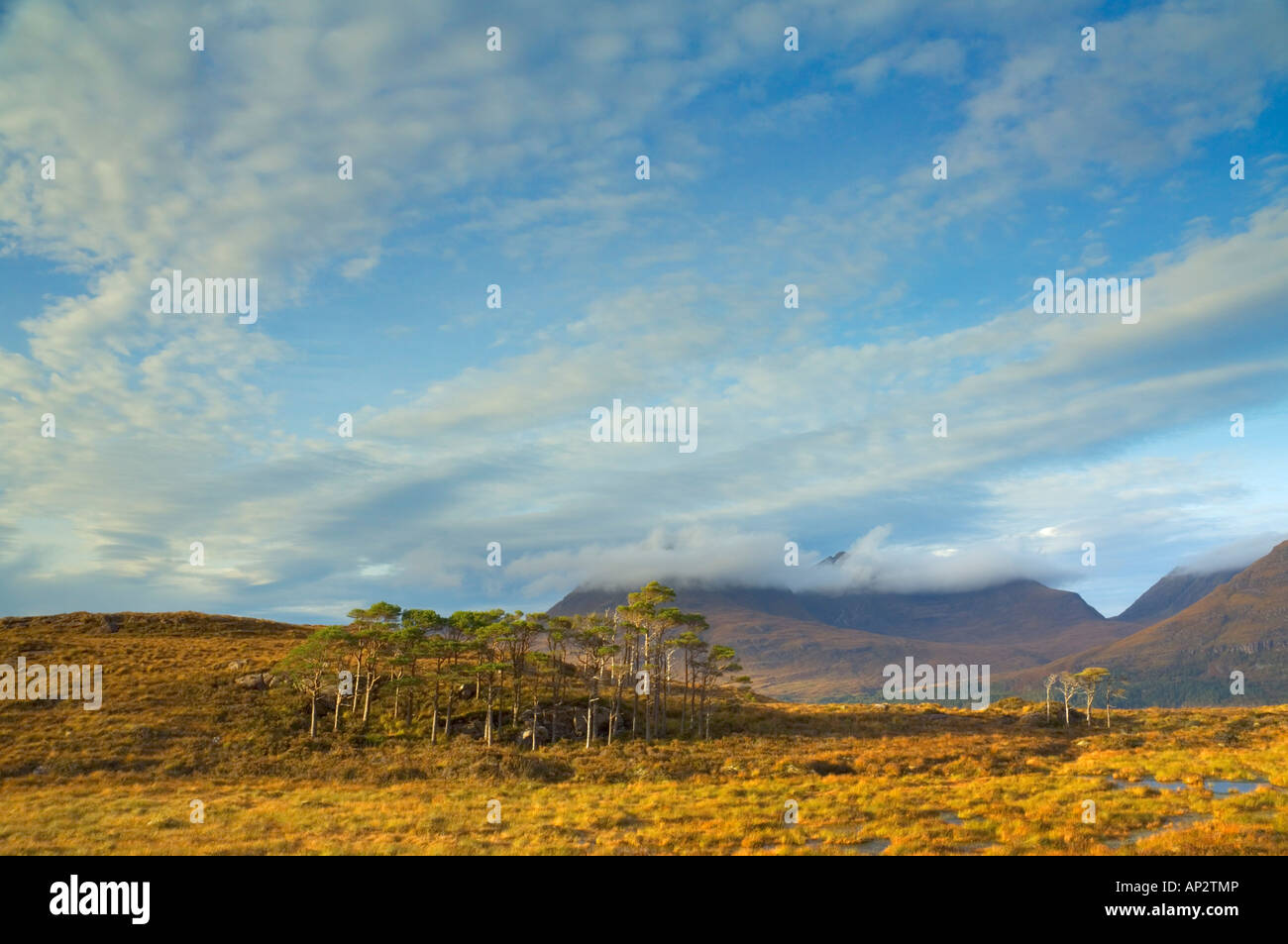 Bassa luce della sera su alberi con la gamma Torridon dietro vicino al Loch Torridon Wester Ross Scozia GB UK EU Europe Foto Stock