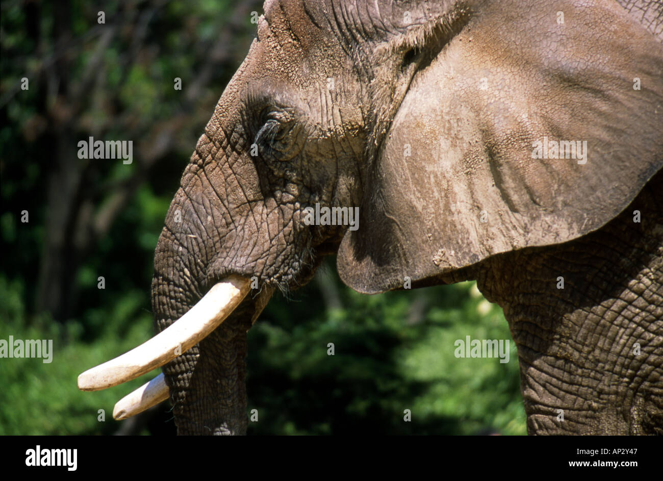 Elefante africano profilo 2 Foto Stock
