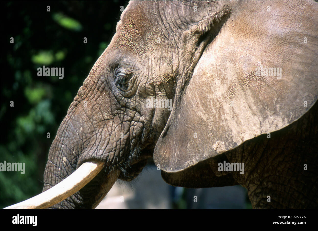 Elefante africano profilo Foto Stock