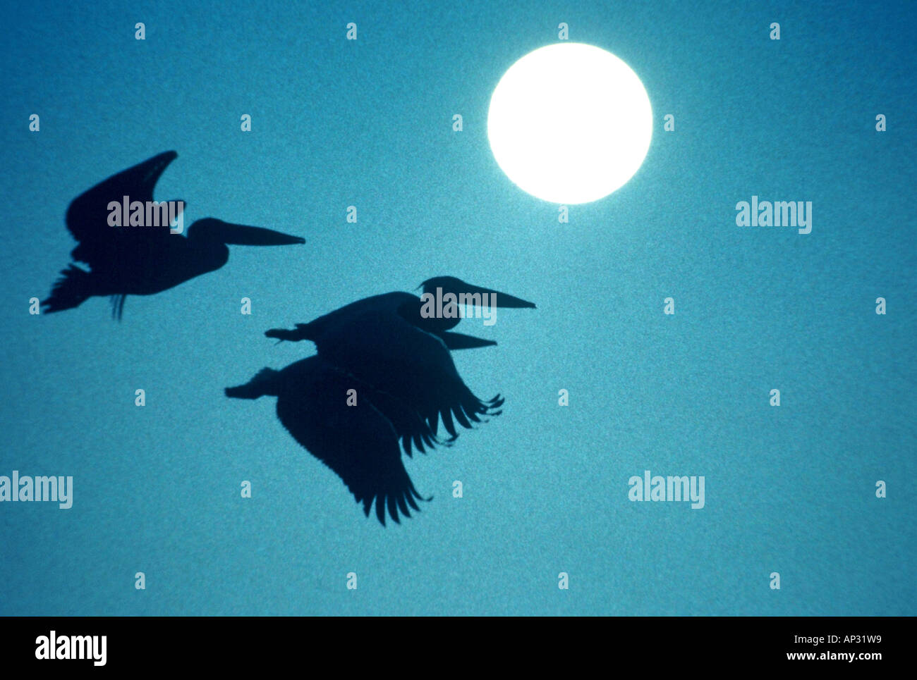 Grande pellicani bianchi, Pelecanus onocroyalus Foto Stock