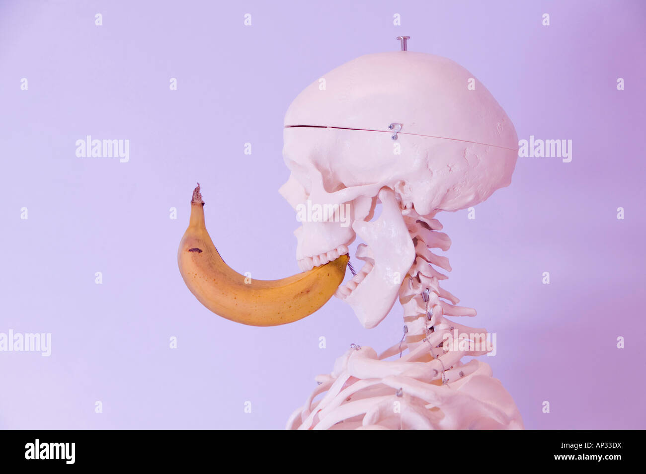 Uno scheletro umano di mangiare una banana Foto Stock