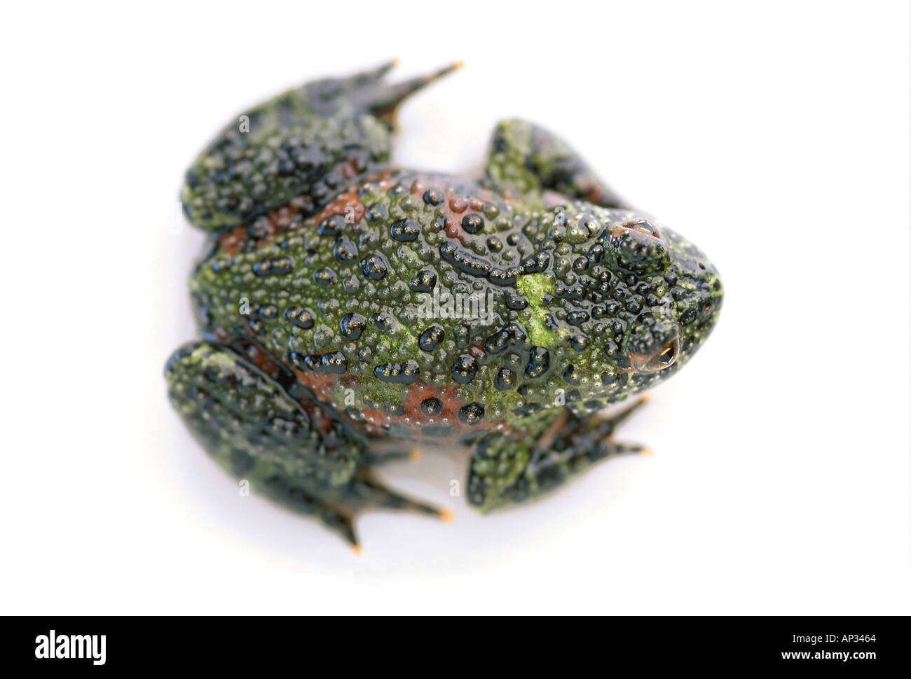 Firebelly Toad Foto Stock